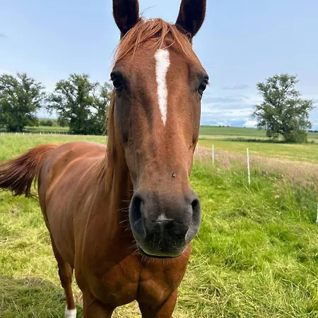 Am Spatzennest 3 アパート *